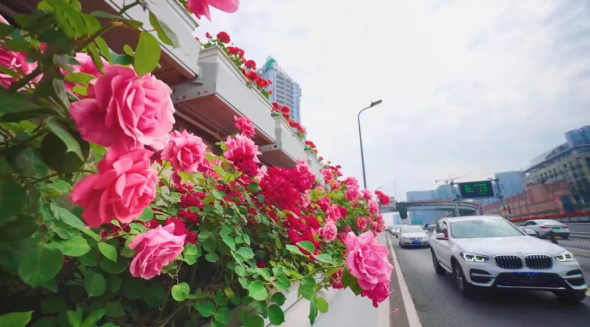 城市观察 “花开”成都！公园城市里的世园会(图6)