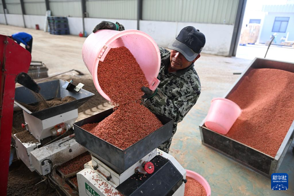 江苏射阳：合作社育秧忙(图9)