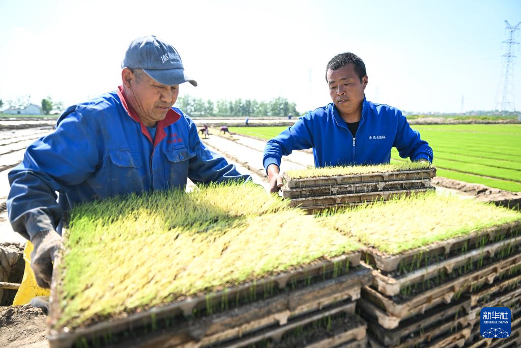 江苏射阳：合作社育秧忙(图7)