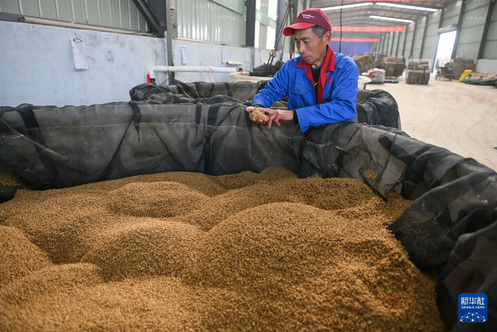 江苏射阳：合作社育秧忙(图10)