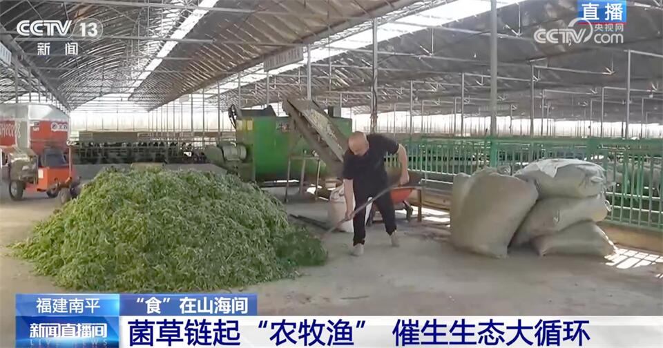 菌草串联“农牧渔”、现代设施农业助增收 福建向“绿”而行谋发展(图2)