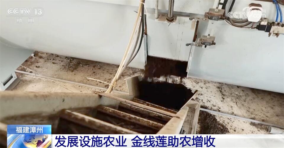 菌草串联“农牧渔”、现代设施农业助增收 福建向“绿”而行谋发展(图7)